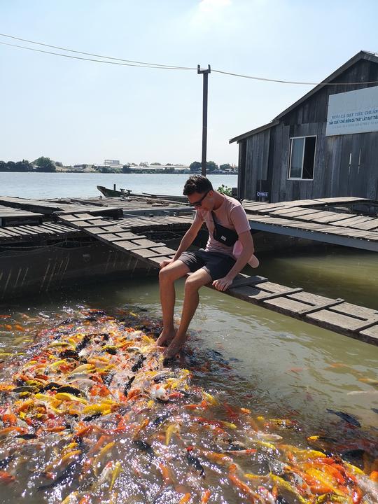 Hunderte Koikarpfen und ich, wie ich meine Füße hineinhalte