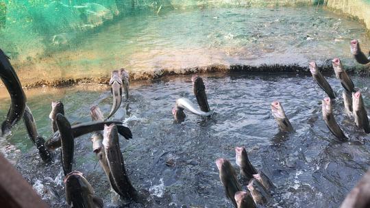 Jumping Fish, die dem Futter aus dem Wasser entgegenspringen